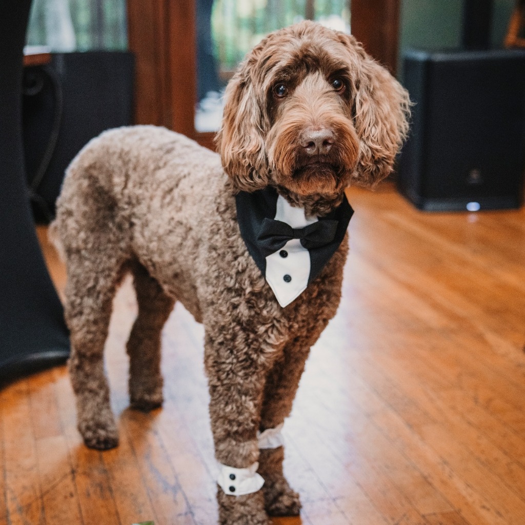 cute labradoodle in tuxedo at wedding