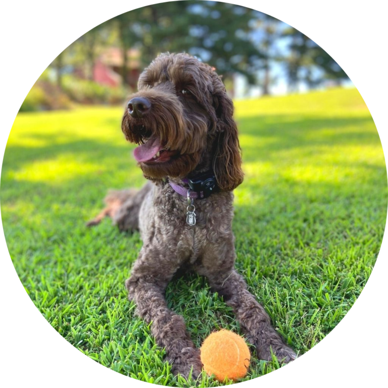 doodle brand ambassador photo